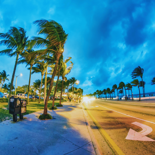 Municipal boulevard Palm Tree Light